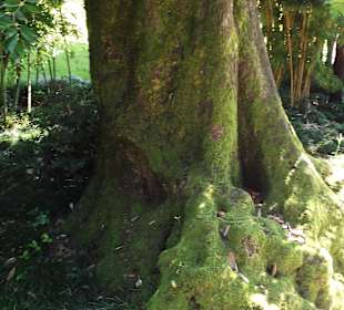 Moosbewachsener Baum