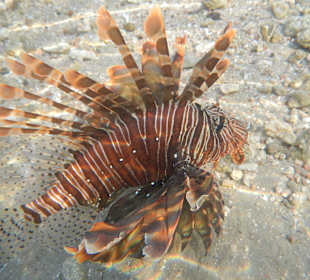 Rotfeuerfisch