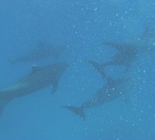 Schnorcheln bei den Delphinen