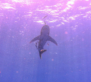 Weißspitzen-Hochsee Hai