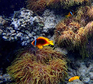 Nemofamilie rechts vom zweiten Steg