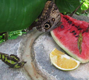 Xcaret
