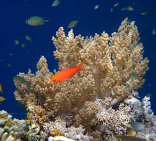 Unterwasserwelt Balis