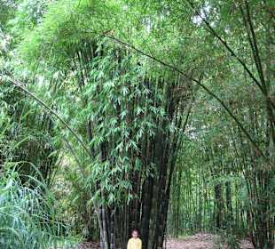 Bambuswald