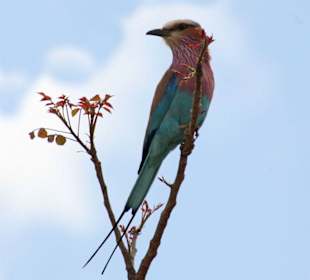 Gabelracke - Lilac breasted Roll