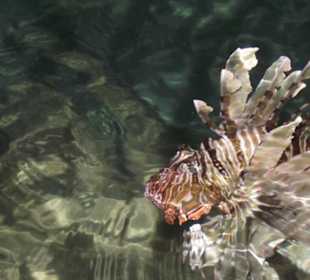 Indischer Rotfeuerfisch