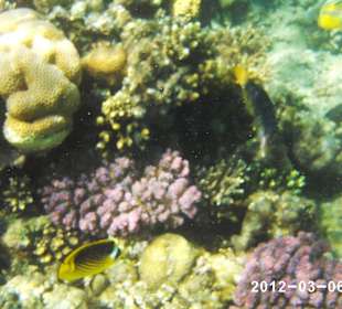 Leben im Wasser 3-8 m Tiefe