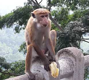 Rohan Shops & Tours im Club Hotel Dolphin