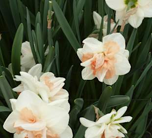 Zartfarbige  Hyazinthe