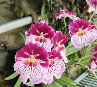 Botanischer Garten Singapur