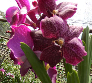 Orchideen der Sai Nam Phung Orchid Farm