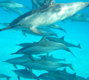 Delfinschwimmen Dolphin Island Marsa Alam	