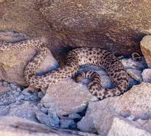 Klapperschlange, Big Bend Nationalpark