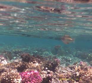 Jaz Makadi Oasis Club & Resort 