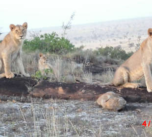 Die Löwen auf Safari