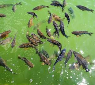 Karpfen im See des Rokoko-Gartens