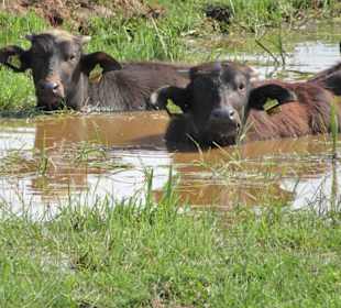 Büffel im Park Links der Weser