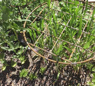 Botanischer Garten der Universität Zürich