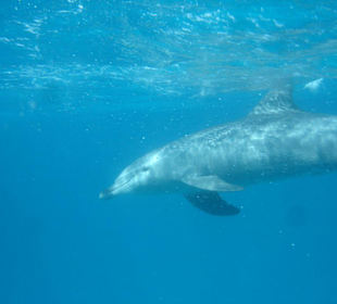Delphin