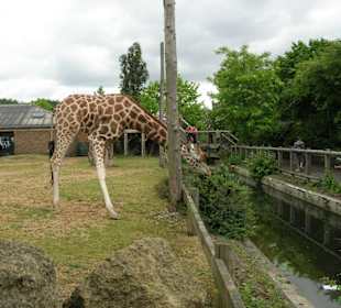 Giraffe