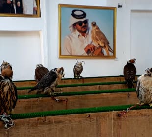 Falcon Souq