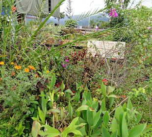 Wildlife Expeditions