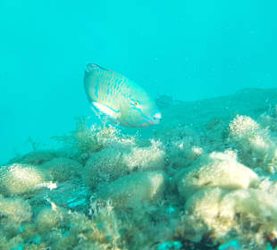 Schnorcheln Makadi Bay