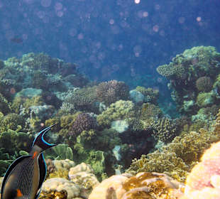 Zdjęcia rafy wykonane przeze mnie pod wodą