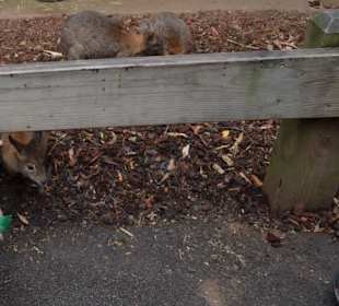 Feather Dale Wildlife Park