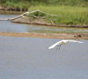 Naturpark S'Albufera