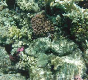 Hausriff, rechts von der Marina