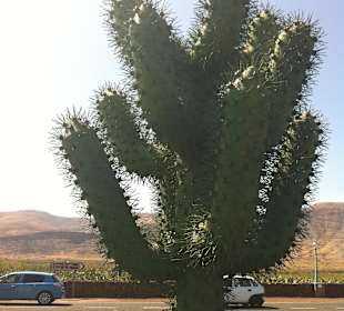 Cactus Garden, Lanzarote. 