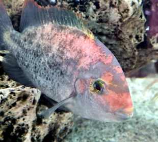 Schnorcheln Avsallar