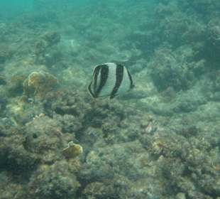 Schnorcheln Bayahibe