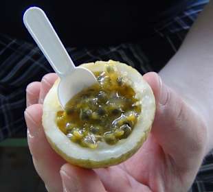Frische Maracuja vom Strauch
