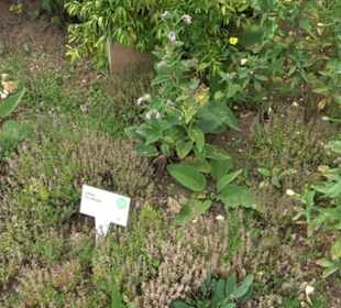 ALB-GOLD Naturgarten