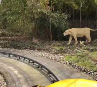 Land der Abenteuer - Safari Tour