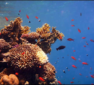 Rafa przy hotelu El Faraana Reef Resort