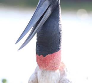 Nationalpark Pantanal