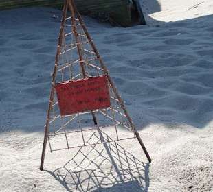 Schildkröten sind geschlüpft