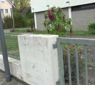 Neuapostolische Kirche