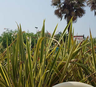 Pflanzungen am Zenith