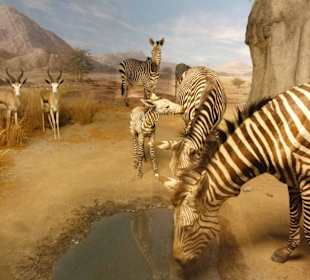 Dioramen aus Afrika im Übersee-Museum