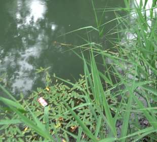 Forellenbächle Glacis Park