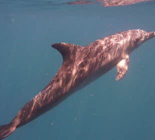 Delphin