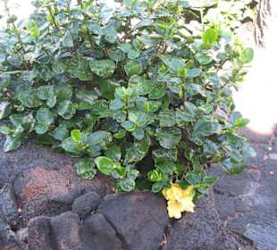 Hibiscusstrauch im Jameo Grande