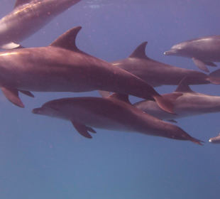 Freilebende Delfine 