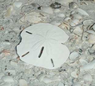 Muschelstrand auf North Captiva