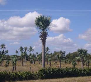Landschaft auf dem Weg  nach Camagüey