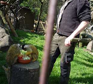 Vogelpark - Kapuzineräffchen